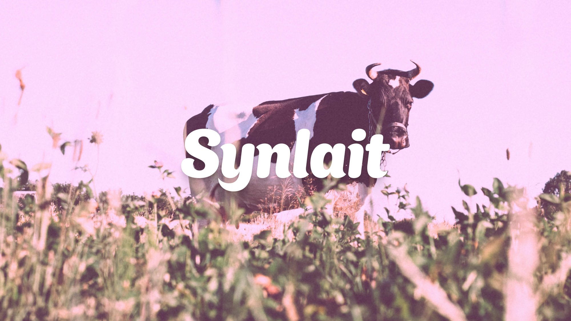 Synlait Frame 8_3840x2160