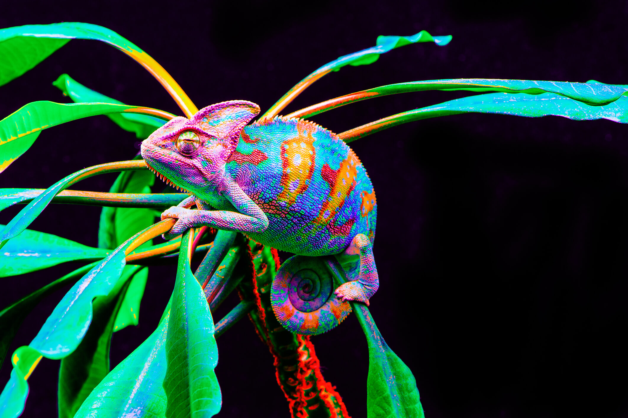 adaptive image